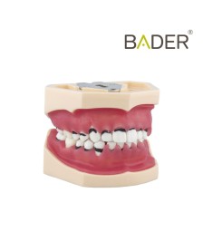 Modelo de periodoncia completo BADER® DENTAL