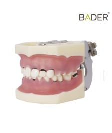 Tipodonto de periodoncia con articulador BADER® DENTAL