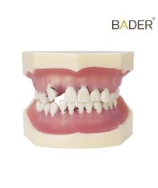 Modelo de periodoncia BADER® DENTAL